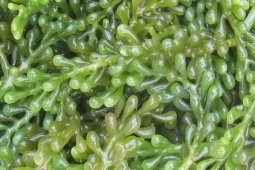 Peneliti IPB manfaatkan rumput laut lokal untuk bahan baku pakan ikan nila