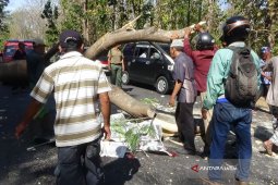 Pengendara Motor Tewas Tertimpa Pohon di Jalur Pantura Situbondo