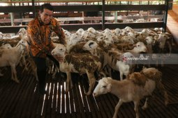 Sheep Export Market Wide Open in Malaysia: Minister