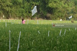 Serangan Hama Burung