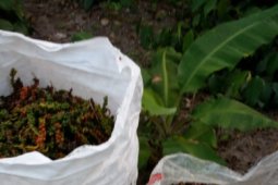 Petani berharap SRG mampu dongkrak harga lada