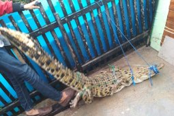 Police secure a 2 meters crocodile in Banjarmasin