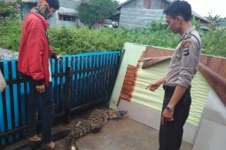 Polsekta Banjarmasin Timur amankan buaya sepanjang 2 meter