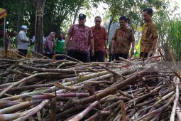 PTPN X Lakukan Tebang Perdana Program "T-200" (Video)