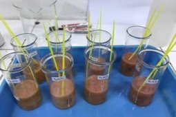 Peneliti IPB ciptakan minuman jeli okra dan stroberi