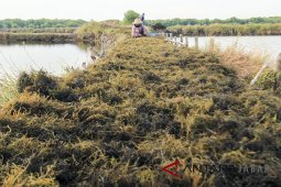 Wilayah Cirebon masuki hari tanpa hujan ekstrem