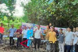 Pemkab Bangka Selatan kembangkan wisata mangrove