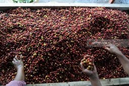 Jatim berupaya tingkatkan ekspor kopi, setahun tembus 75 ribu ton