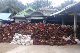 Ribuan ton sawit petani membusuk tak terjual