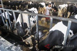 Target kebutuhan susu nasional