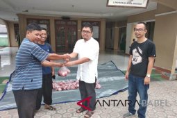 PT Timah bagikan 510 paket daging sapi di Muntok