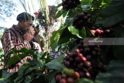 Ritual "Manten Kopi" Digelar di Kebun Kopi "Karanganjar" Blitar