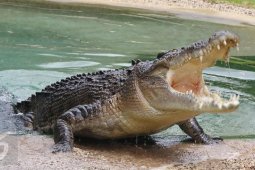 Lagi memancing, Seorang PNS Tenggelam Diduga Diterkam Buaya