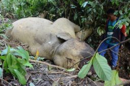 Olo mati mendadak, sehari setelah peringatan Hari Gajah sedunia