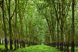 South Kalimantan builds husbandry village and plantation village as pilot