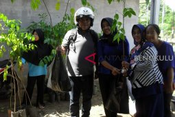 Petani Bengkulu didorong budidaya kayu bawang