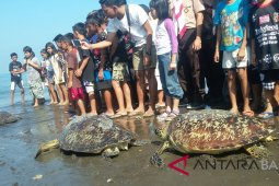 Dilema, kebutuhan penyu untuk sarana ibadah di Bali