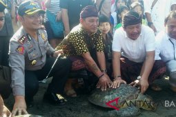 Penyu sitaan Polres Jembrana dilepas ke laut