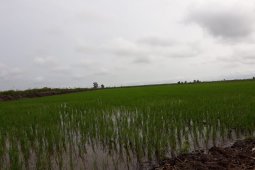 Gubernur percepat pembangunan sektor pertanian