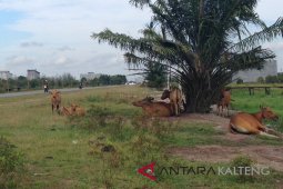 DPKP Malang Tingkatkan Populasi Sapi melalui "Upsus Siwab"