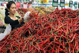 Harga cabai merah turun drastis di Tapsel