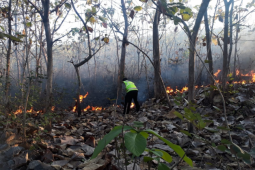 Kawasan Hutan Pagerukir Milik Perhutani di Ponorogo Terbakar