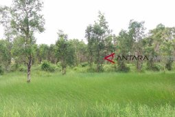 Warga Sorong Tewas Diterkam Buaya