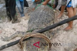 Buaya raksasa resahkan warga Bangka akhirnya tertangkap-mati