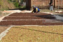 Harga Cengkeh Turun
