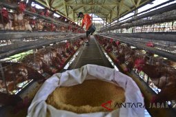 Harga pakan ayam naik