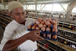 Harga telur ayam naik