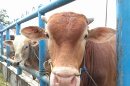 Pesisir selatan pasok sapi ke Jambi