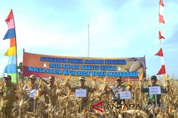 Petani Batola panen jagung hibrida 10 hektare
