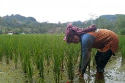 PT.Agincourt Resources gairahkan ekonomi warga lewat sentra pertanian