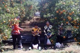 Banjarmasin needs to develop agro-tourism