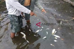Uji laboratorium sample ikan mati di sungai batal