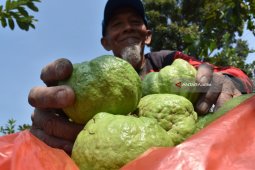 Jambu kristal