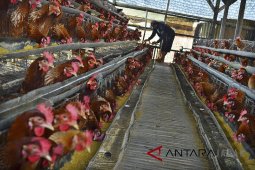 Peternak Bogor terima bantuan 75 ton pakan dari Kementan