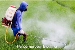 Pupuk biosilika dari sekam dongkrak produksi padi di lahan pasang surut