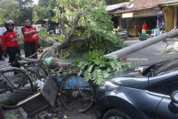Pohon Tumbang Di Malang
