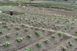 Perawatan Tanaman Kentang