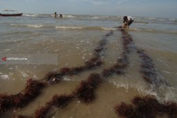 Rumput Laut Sayur
