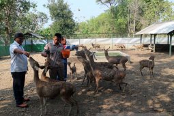 KPH Parengan akan Lepaskan Empat Rusa Jawa