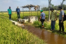 Lahan Tadah Hujan Besah Bojonegoro Panen Padi (Video)