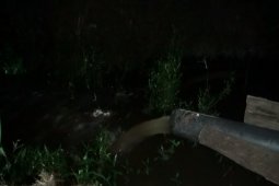 Petani aliri kebun langsat guna pertahankan kualitas buah