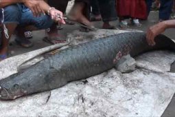 Warga Jambi pelihara ikan aligator di sumur