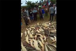 Ratusan buaya dibantai setelah penyerangan yang tewaskan Sugito