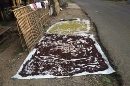 Petani Cengkih Di Lebak Sejahtera