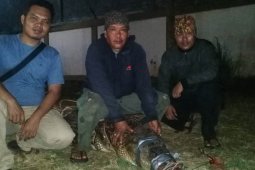 BKSDA Jambi tangkap buaya penyerang warga