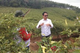 Prospek tanaman cabai sangat besar